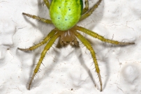 Une femelle en chasse. (Araneae - Araneidae - Araniella sp.)